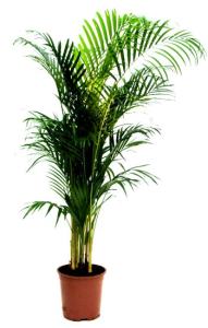 PalmaAreca