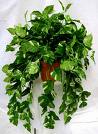 pothos