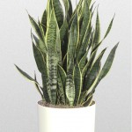 sansevieria-trifasciata